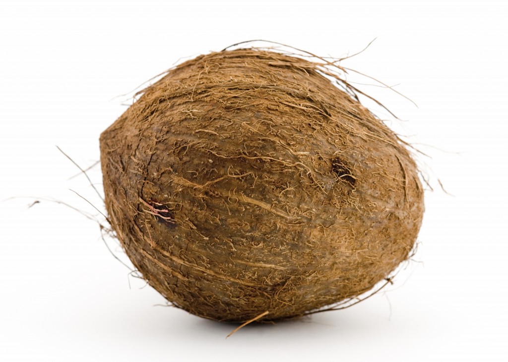 Coconut_Large