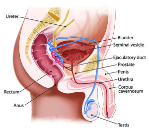 Prostate diagram