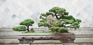 The Cancer Journey as Reflected in the Japanese Art of Bonsai